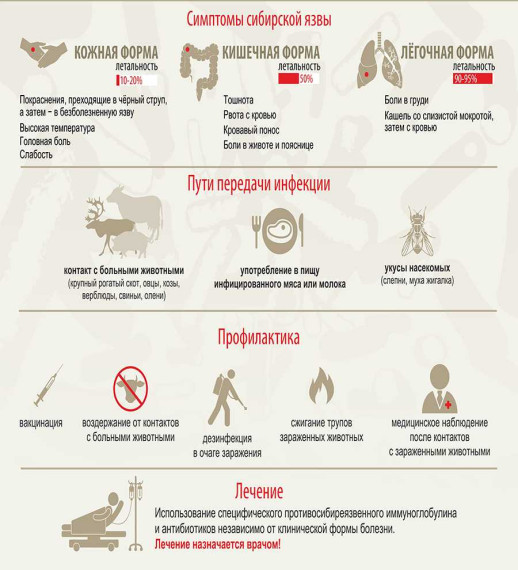 Сибирская язва. Сибирская язва.
